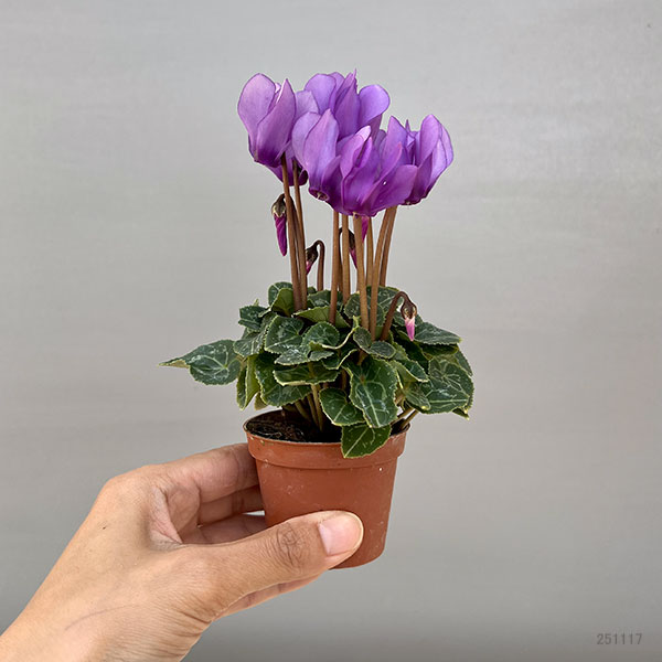 シクラメン:ミニョン ドラゴン ライトブルー2号ポット