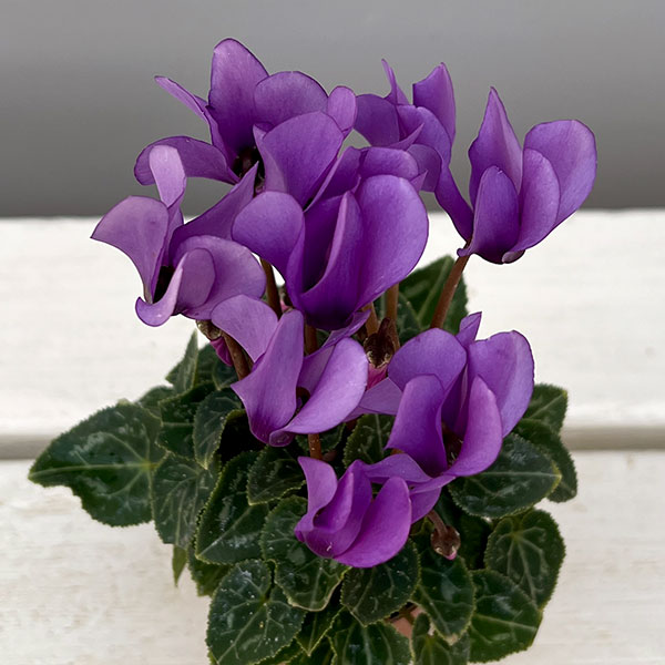 シクラメン:ミニョン ドラゴン ライトブルー2号ポット