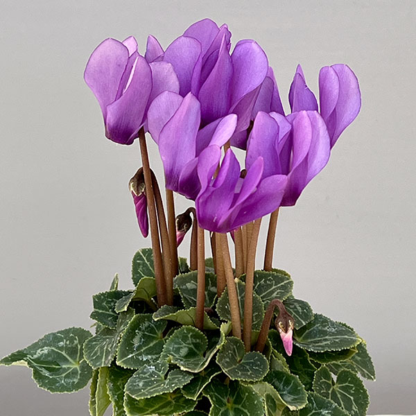 シクラメン:ミニョン ドラゴン ライトブルー2号ポット