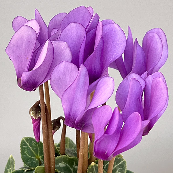 シクラメン:ミニョン ドラゴン ライトブルー2号ポット