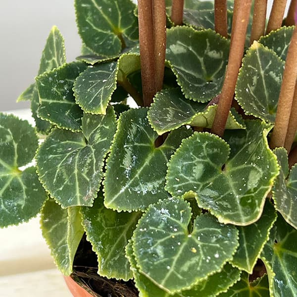 シクラメン:ミニョン ドラゴン ライトブルー2号ポット