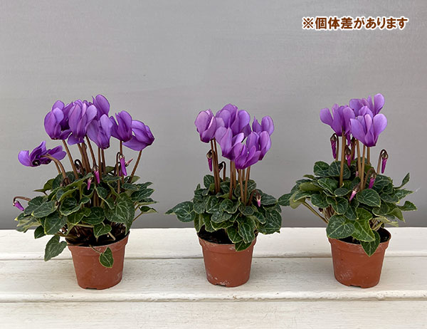 シクラメン:ミニョン ドラゴン ライトブルー2号ポット