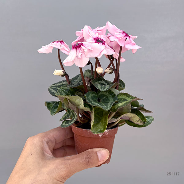 シクラメン:ミニョン イリュージア ピンクラテ2号ポット