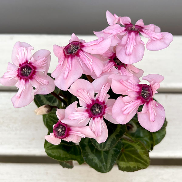 シクラメン:ミニョン イリュージア ピンクラテ2号ポット