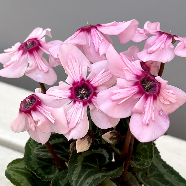 シクラメン:ミニョン イリュージア ピンクラテ2号ポット