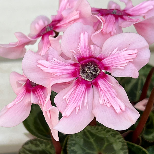 シクラメン:ミニョン イリュージア ピンクラテ2号ポット