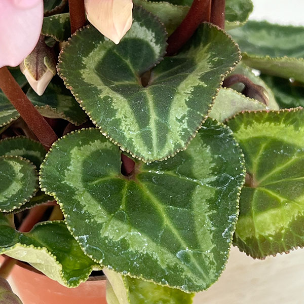 シクラメン:ミニョン イリュージア ピンクラテ2号ポット