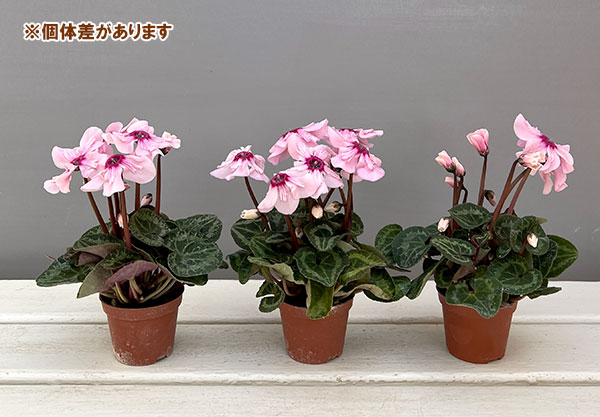 シクラメン:ミニョン イリュージア ピンクラテ2号ポット