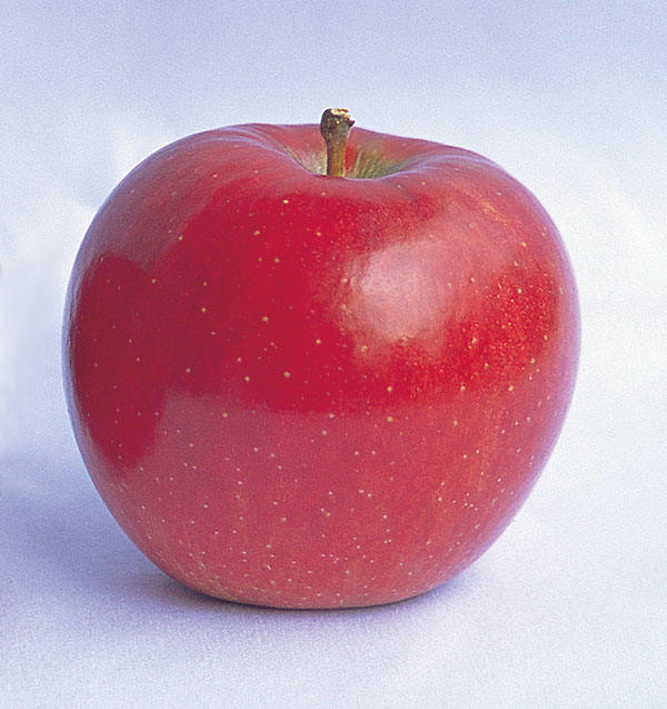 リンゴ:夢つがる(ゆめつがる)4~5号ポット