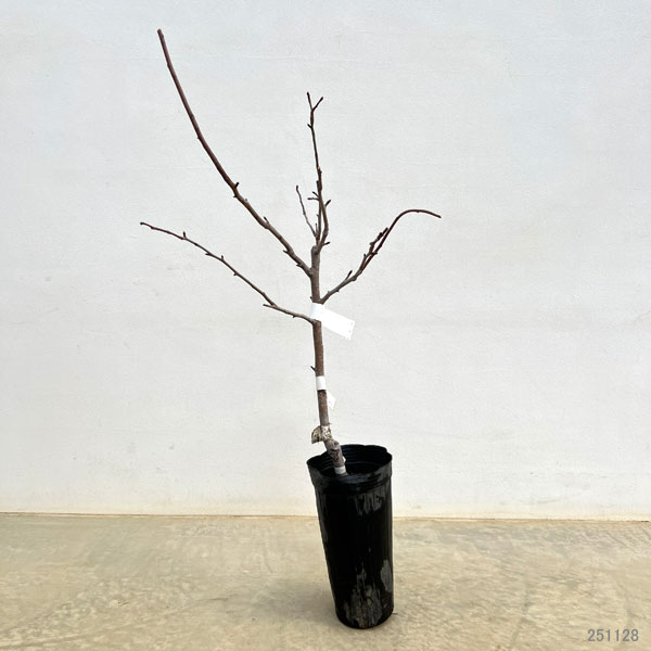 リンゴ：夢つがる（ゆめつがる）4～5号ポット