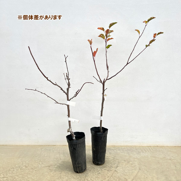 リンゴ：夢つがる（ゆめつがる）4～5号ポット