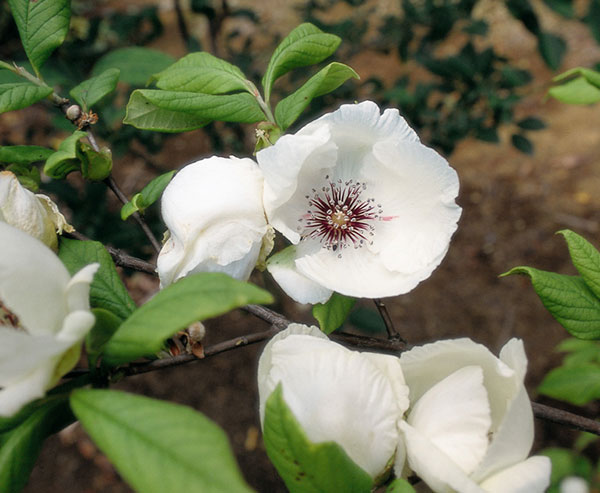 アメリカシャラ：マラコデンドロン3.5号ポット