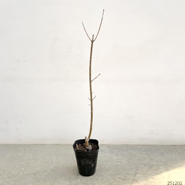 ネグンドカエデ:ケリーズゴールド3.5号ポット