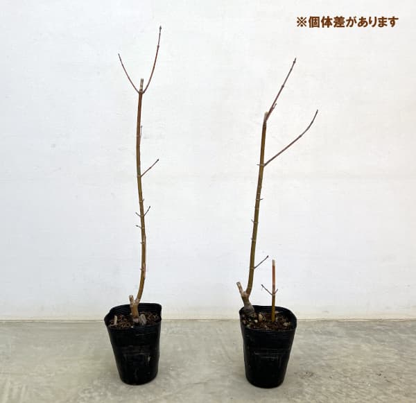 ネグンドカエデ:ケリーズゴールド3.5号ポット