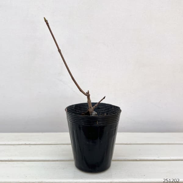 ノルウェーカエデ:クリムゾンキング3.5号ポット