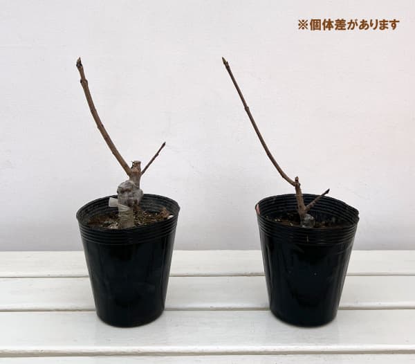 ノルウェーカエデ:クリムゾンキング3.5号ポット