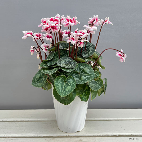 シクラメン：チモ ピコティ　バイカラーピンク4号鉢植え