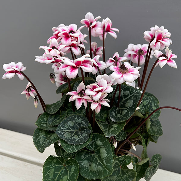 シクラメン：チモ ピコティ　バイカラーピンク4号鉢植え