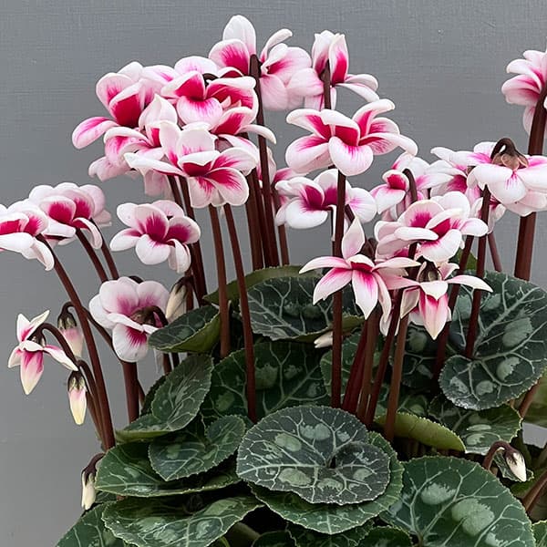 シクラメン：チモ ピコティ　バイカラーピンク4号鉢植え