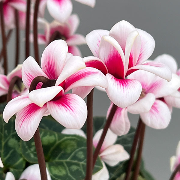 シクラメン：チモ ピコティ　バイカラーピンク4号鉢植え