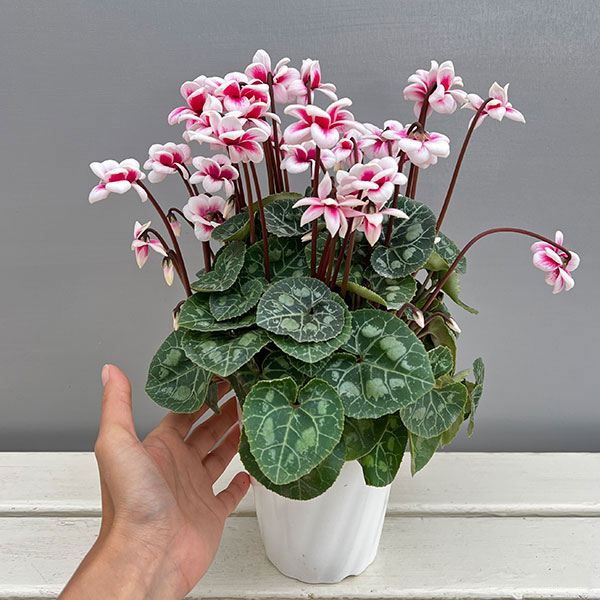 シクラメン：チモ ピコティ　バイカラーピンク4号鉢植え