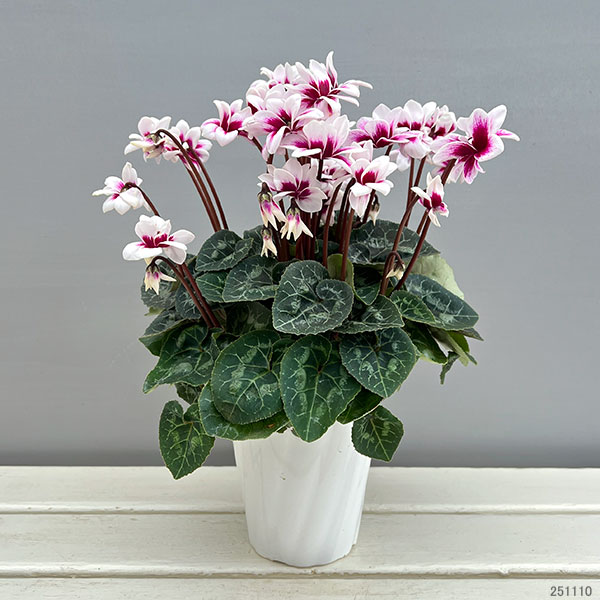 シクラメン：チモ ピコティ　バイカラーパープル4号鉢植え