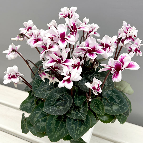 シクラメン：チモ ピコティ　バイカラーパープル4号鉢植え