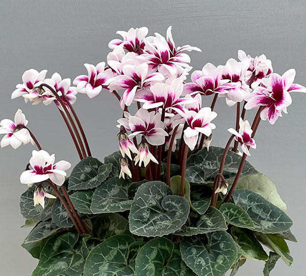 シクラメン：チモ ピコティ　バイカラーパープル4号鉢植え