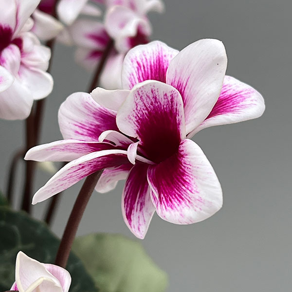 シクラメン：チモ ピコティ　バイカラーパープル4号鉢植え