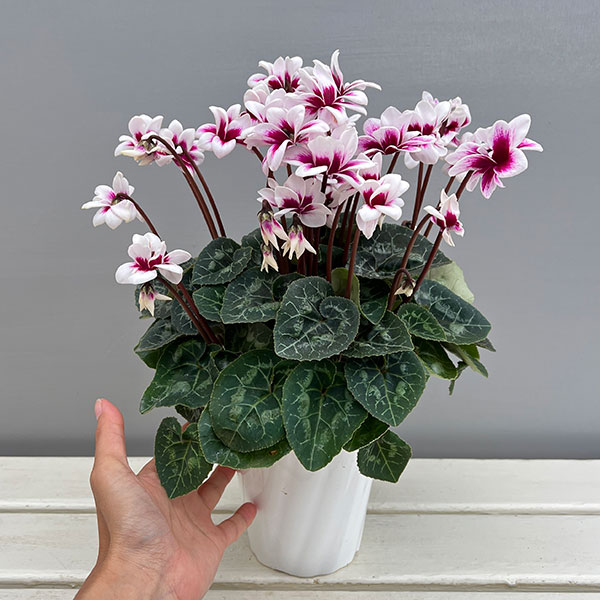 シクラメン：チモ ピコティ　バイカラーパープル4号鉢植え