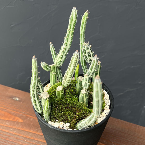 セネシオ：スタペリフォルミス　4号プラ鉢植え