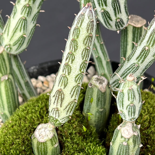 セネシオ：スタペリフォルミス　4号プラ鉢植え