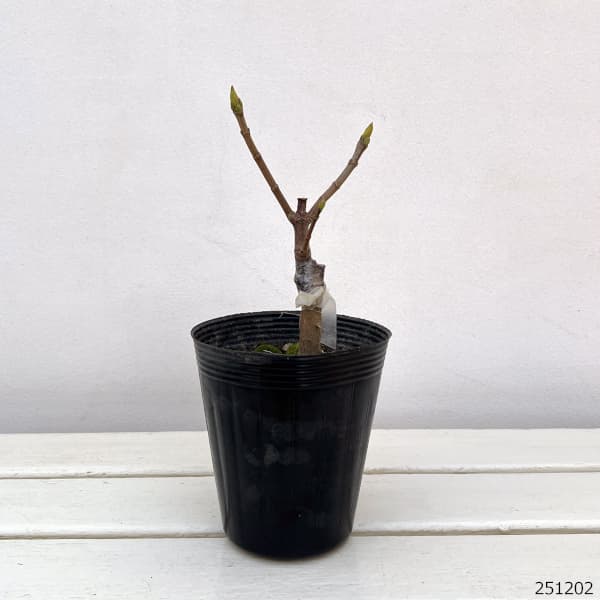 ノルウェーカエデ:プリンストンゴールド3.5号ポット