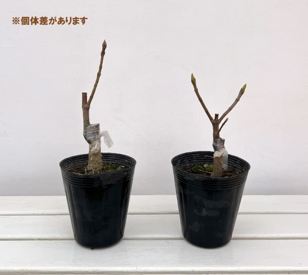 ノルウェーカエデ:プリンストンゴールド3.5号ポット