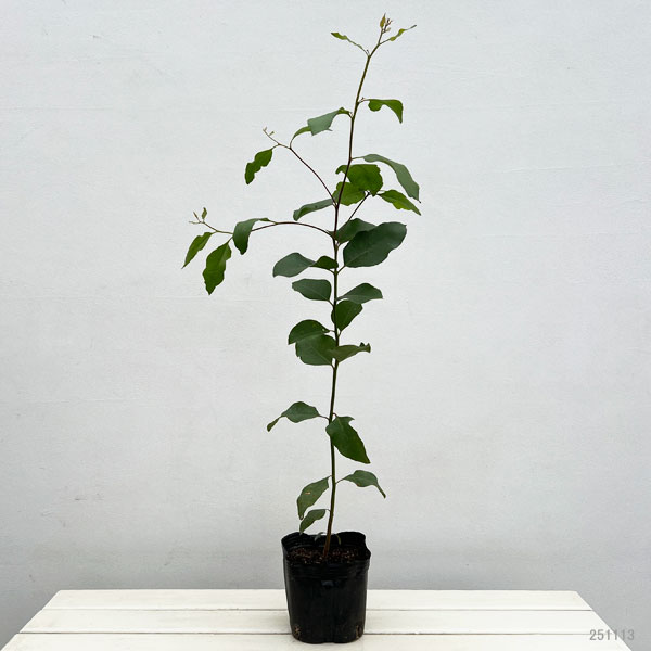 ユーカリ：キャベッジガム5号ポット