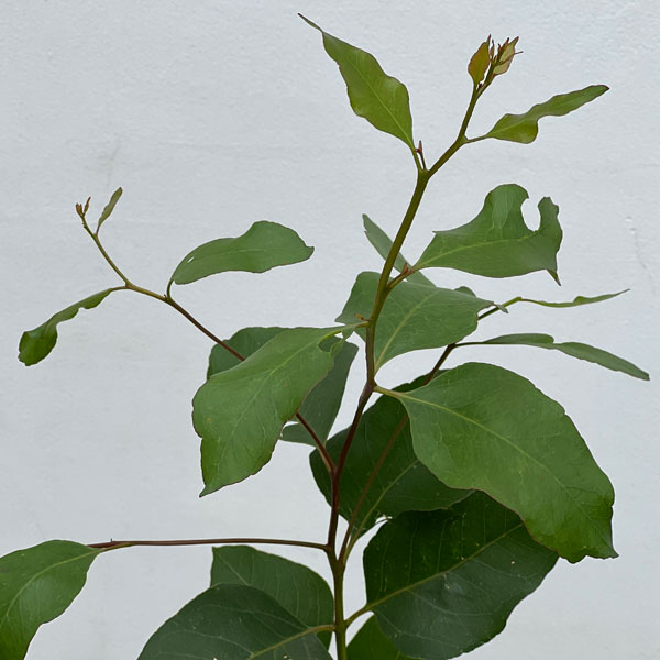 ユーカリ：キャベッジガム5号ポット