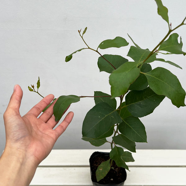 ユーカリ：キャベッジガム5号ポット