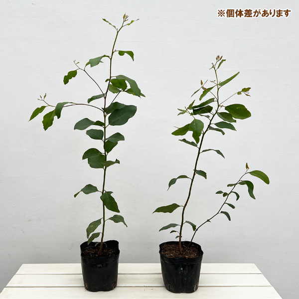 ユーカリ：キャベッジガム5号ポット