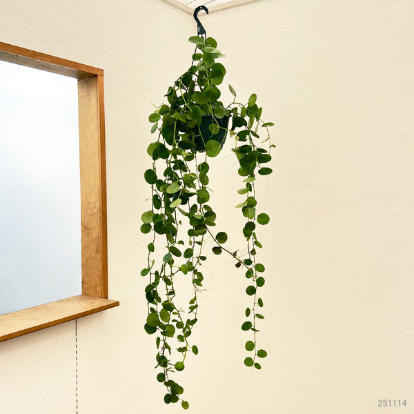 シッサス：ロツンディフォリア 7号吊り鉢