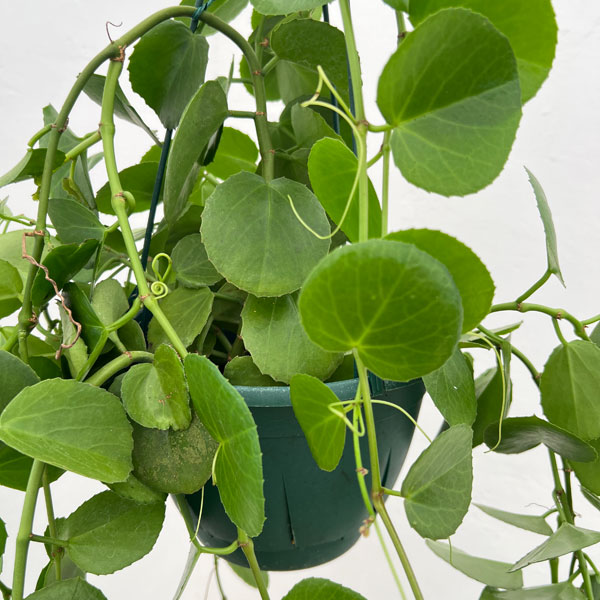 シッサス：ロツンディフォリア 7号吊り鉢