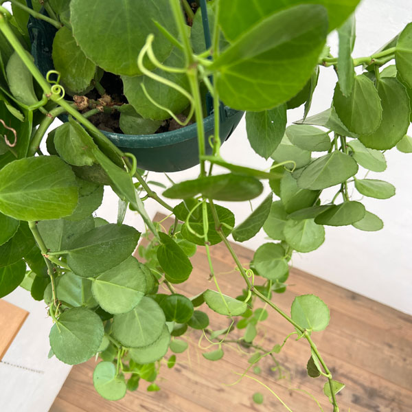 シッサス：ロツンディフォリア 7号吊り鉢