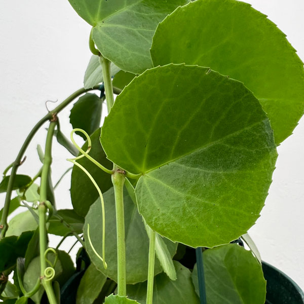 シッサス：ロツンディフォリア 7号吊り鉢