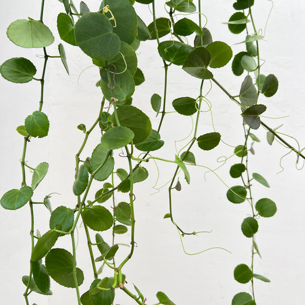 シッサス：ロツンディフォリア 7号吊り鉢