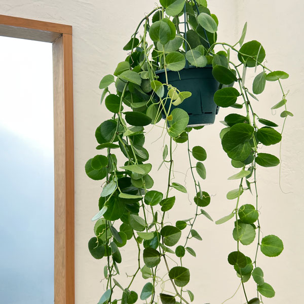 シッサス：ロツンディフォリア 7号吊り鉢