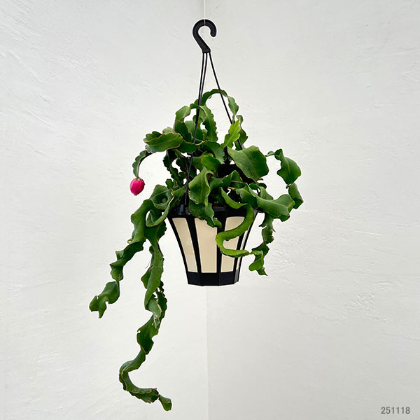 エピフィラム:グアテマレンシス 5号吊り鉢・アクアセル入り