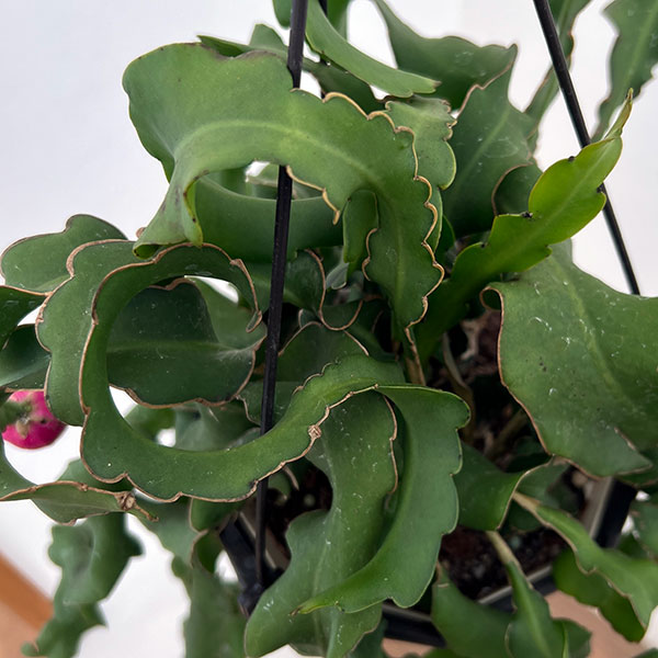 エピフィラム:グアテマレンシス 5号吊り鉢・アクアセル入り