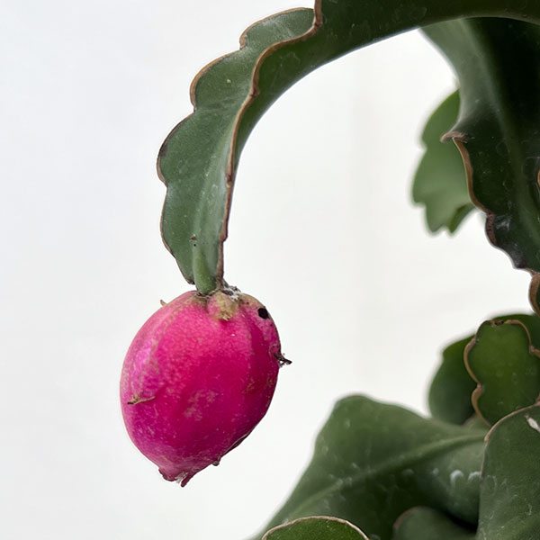 エピフィラム:グアテマレンシス 5号吊り鉢・アクアセル入り