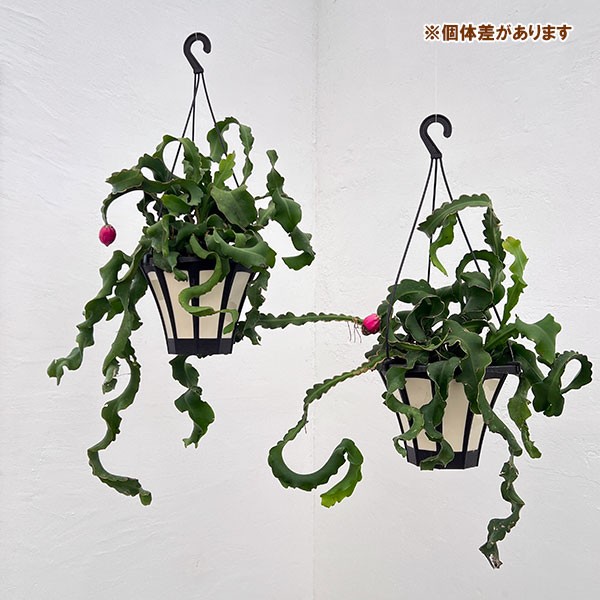 エピフィラム:グアテマレンシス 5号吊り鉢・アクアセル入り