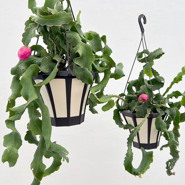 エピフィラム:グアテマレンシス 5号吊り鉢・アクアセル入り