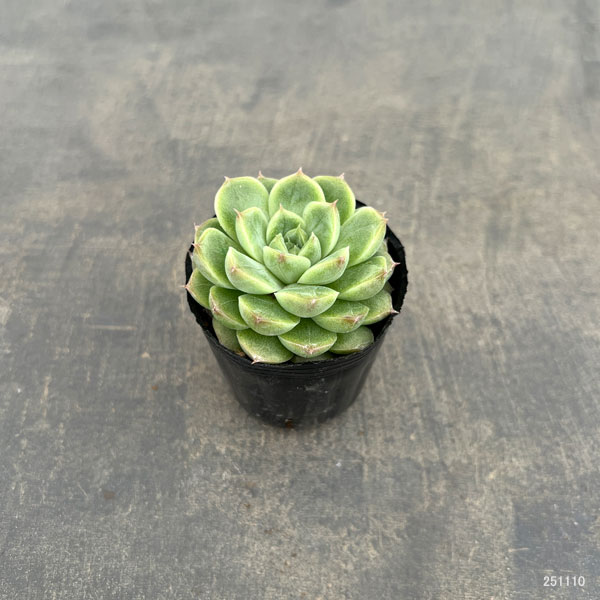 エケベリア:クィーンローズ 2号ポット